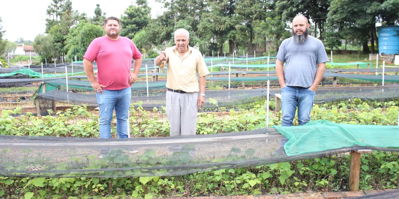Prefeitura distribui mudas frutíferas e nativas à população