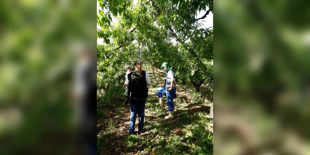 Ministério do Trabalho flagra trabalho infantil e 58 sem registro na colheita de maça e batata
