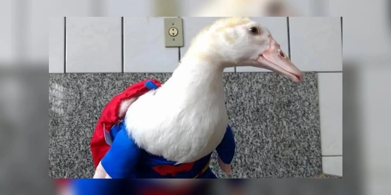 Homens invadem casa e assassinam pato de estimação; animal foi jogado na churrasqueira