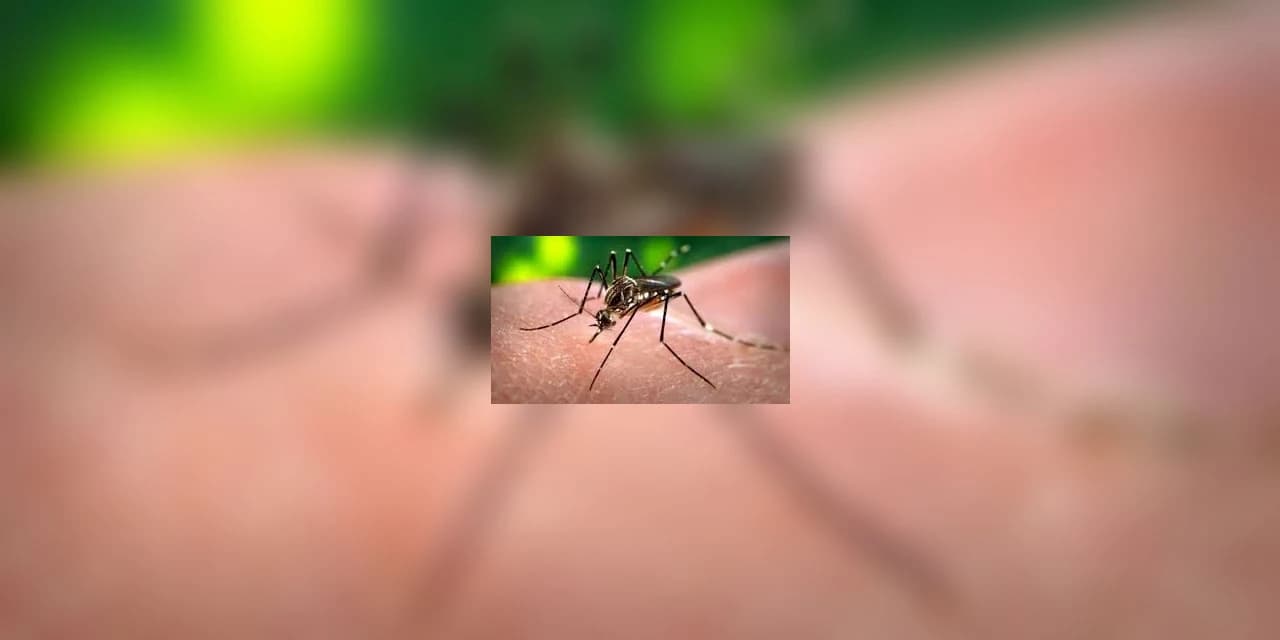 Ponta Grossa está entre os cinco municípios com casos de dengue