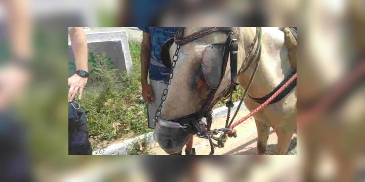 Em Fernandes Pinheiro policia atende ocorrência de maus tratos a animais