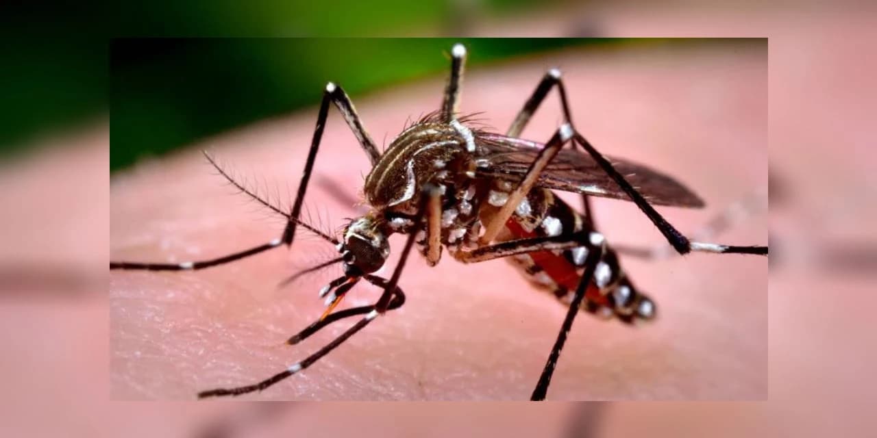 Mais três cidades entram em estado de alerta da dengue