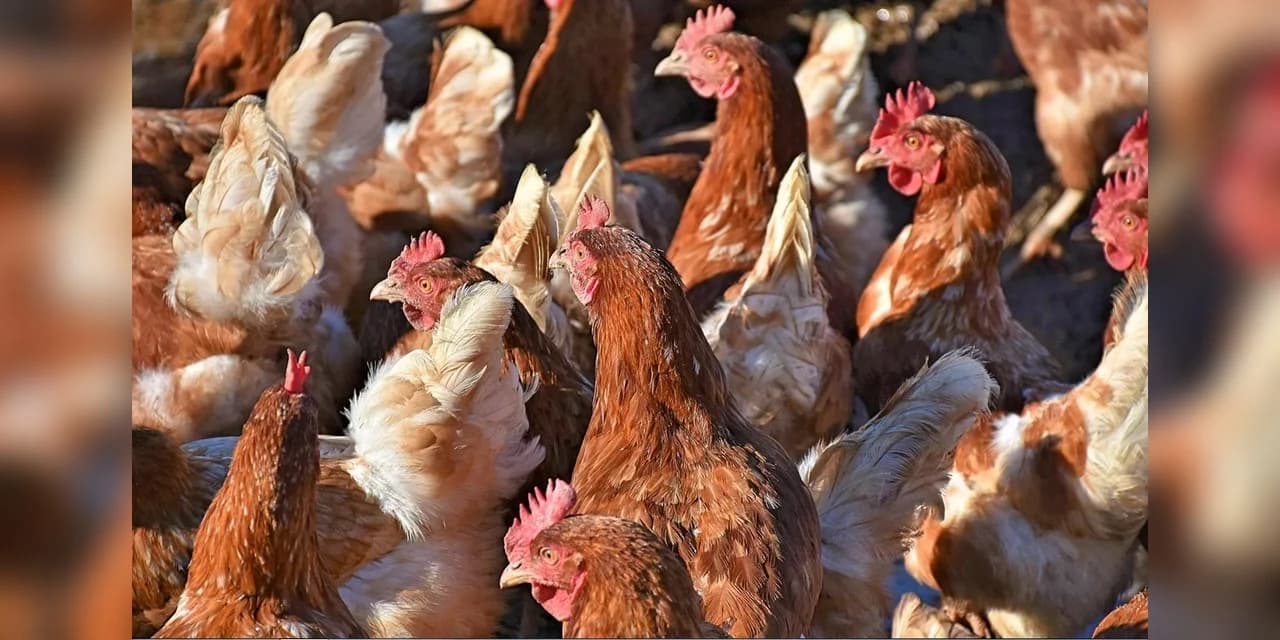 INUSITADO: 3 mil galinhas se juntam para matar raposa invasora na França