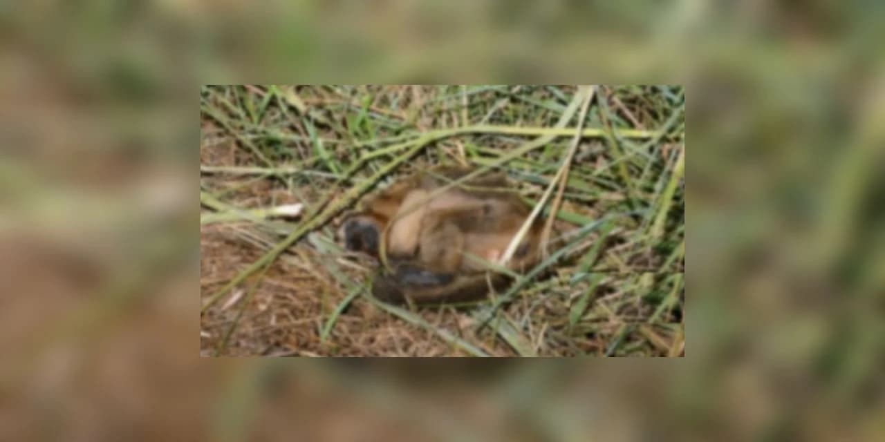 Morte de macaco por febre amarela é confirmada em Castro