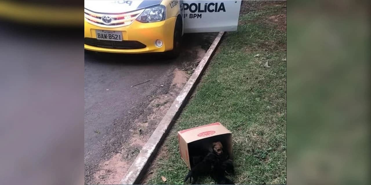 Homem é conduzido para batalhão da PM após abandonar filhotes de cachorros, no interior do Paraná