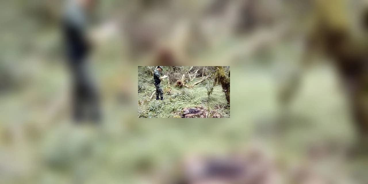 Polícia Ambiental autuou proprietário por corte de 145 araucárias e 101 imbuias em Rio Azul
