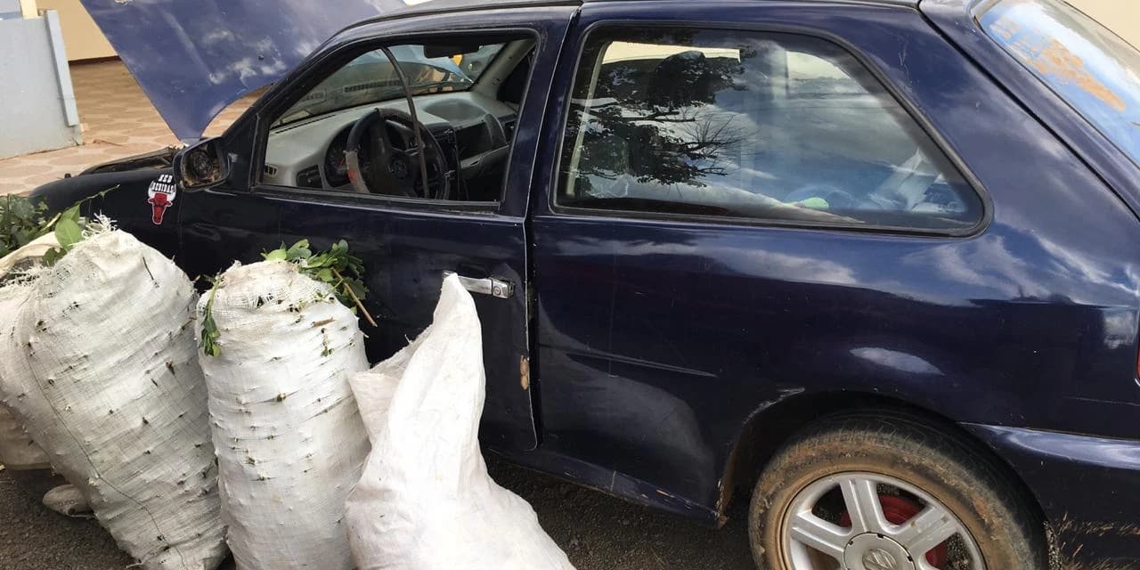 PM prende homens furtando erva mate no interior de Pinhão