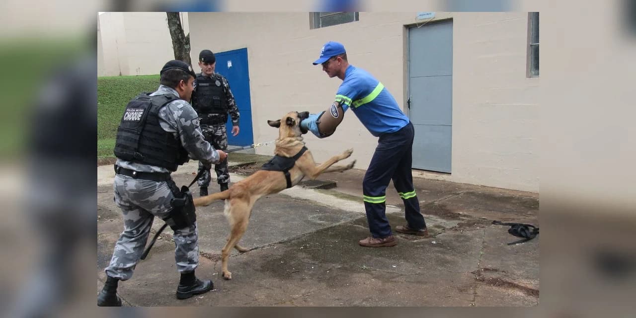 Leituristas da Sanepar sofrem ataques graves de cães