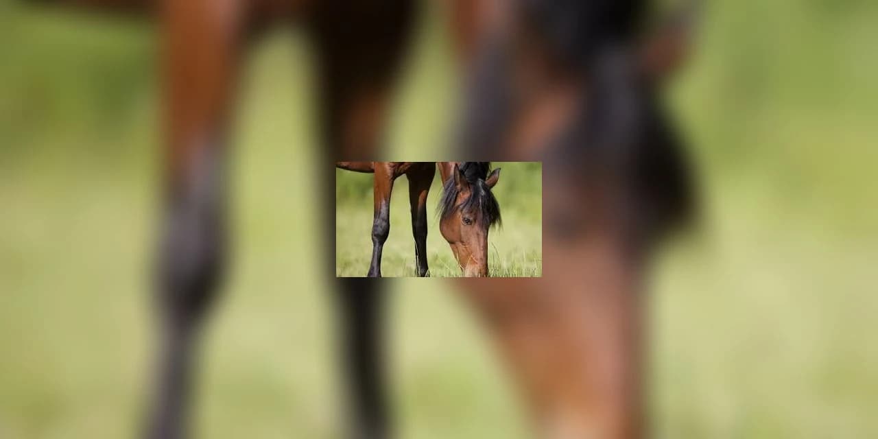 Em Prudentópolis homem relata que teve seu cavalo furtado