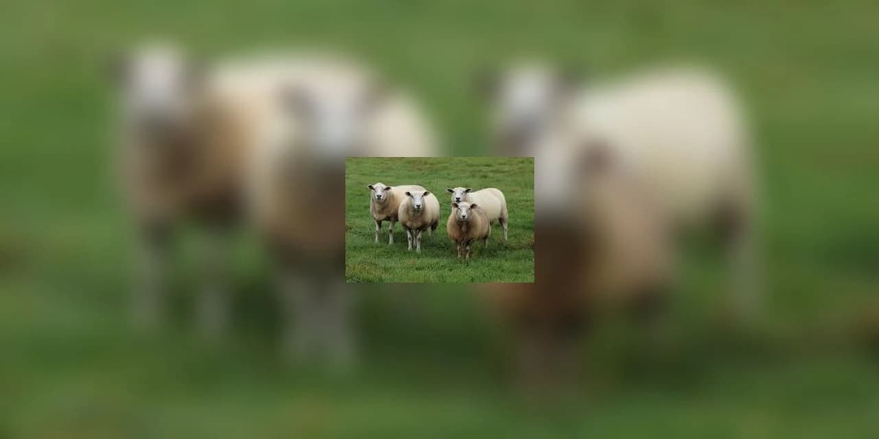 Carneiros são mortos após serem atacados por cachorros em Prudentópolis