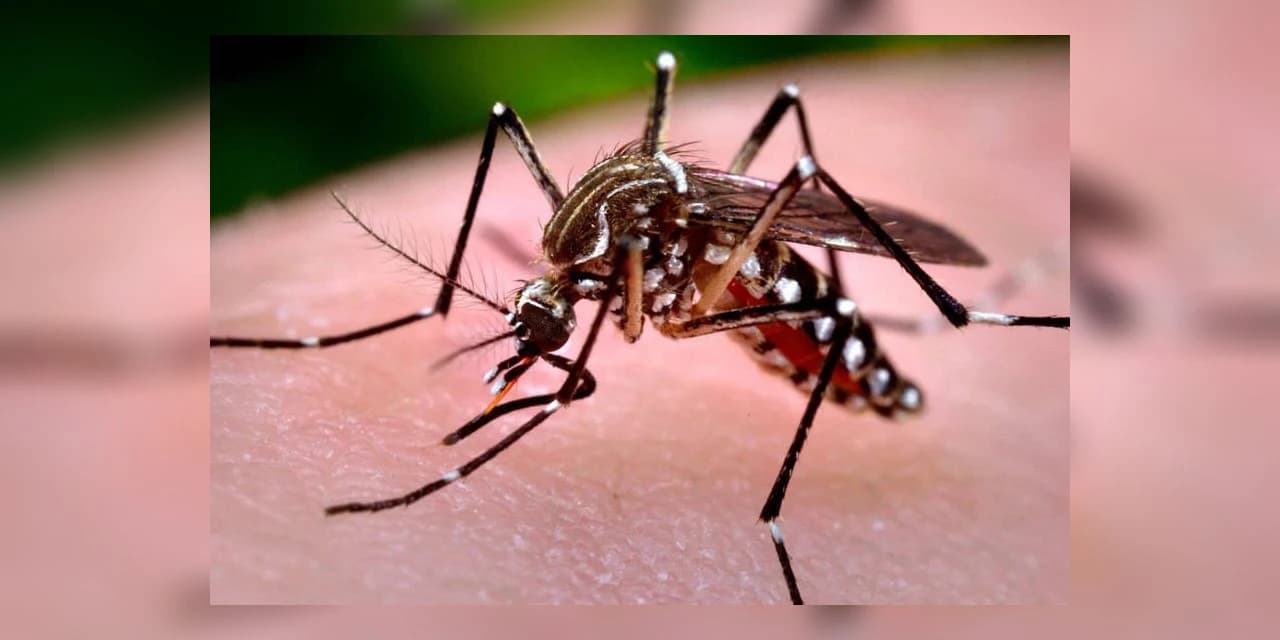 Paraná registra 22.946 casos e 23 mortes por dengue em 12 meses