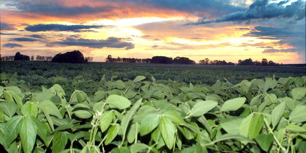 Paraná reduz em até 50% uso de agroquímicos na soja
