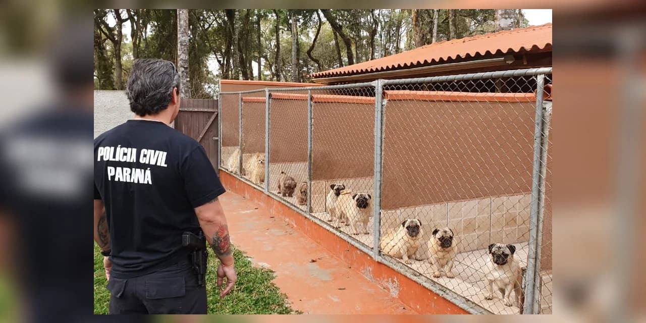 Polícia prende donos de rede de pet shops por golpes e maus-tratos