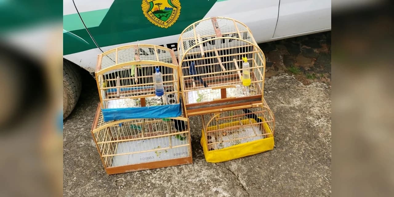 Polícia Ambiental fez apreensão de 4 Pássaros em Residência de Guamiranga