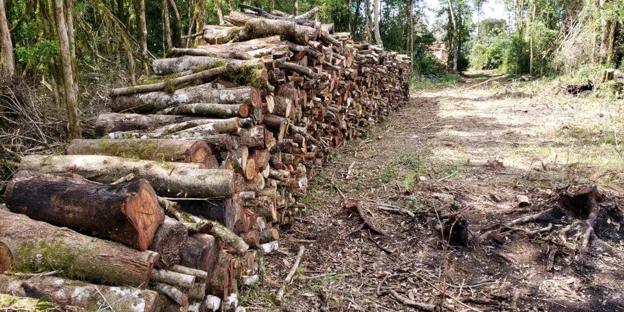 Imbituva - Polícia Ambiental autuou proprietário por destruição e dano de vegetação nativa.