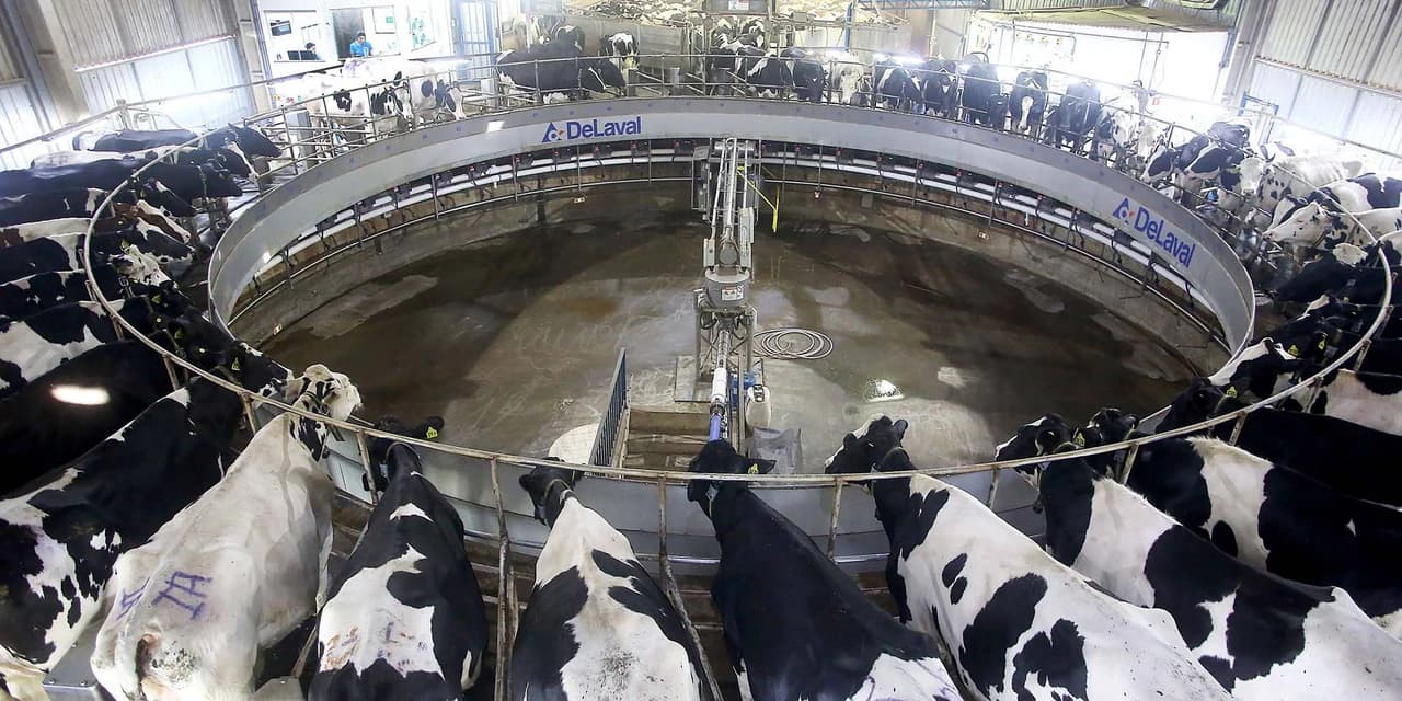 Paraná é o segundo maior produtor de leite do Brasil, confirma IBGE