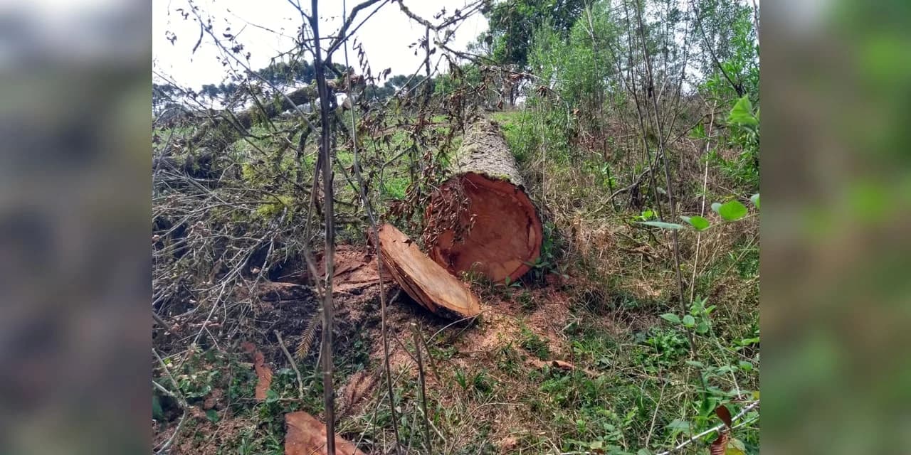 Polícia Ambiental autuou proprietário por corte seletivo de 65 Araucárias em Prudentópolis