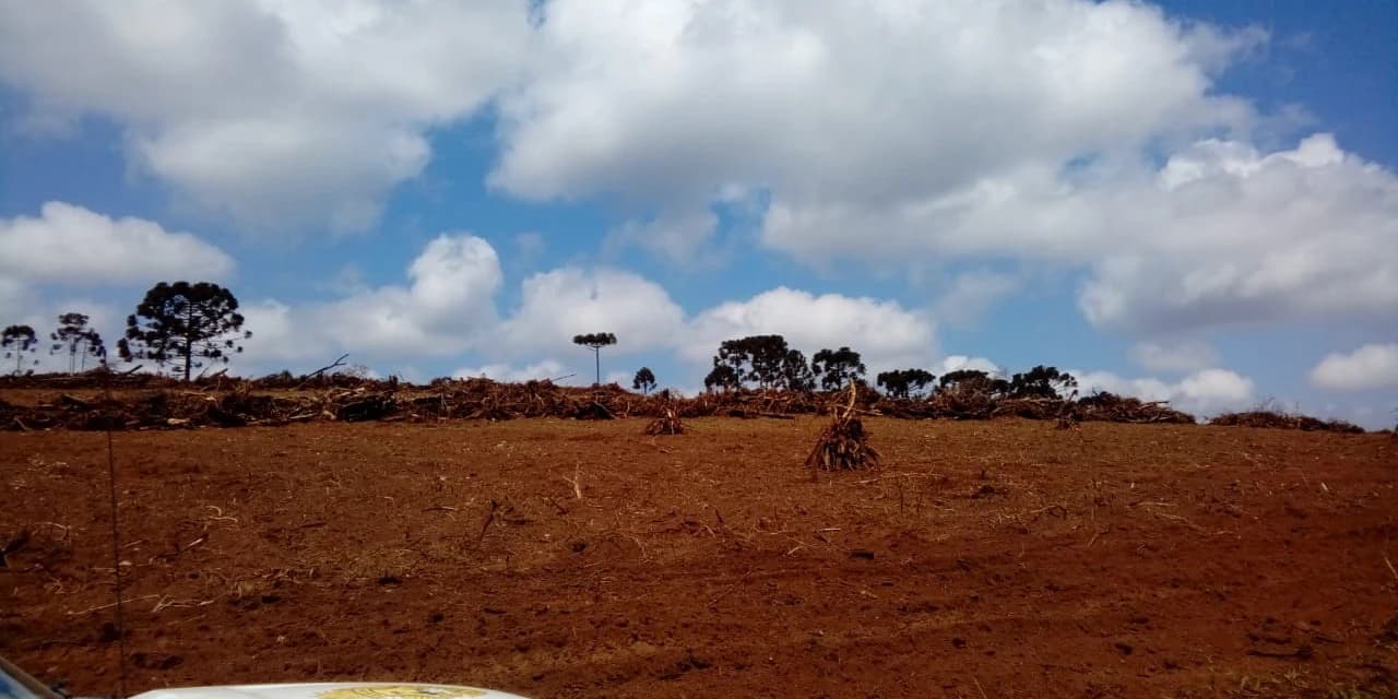 Rebouças - Polícia Ambiental autuou proprietário por dano à floresta nativa