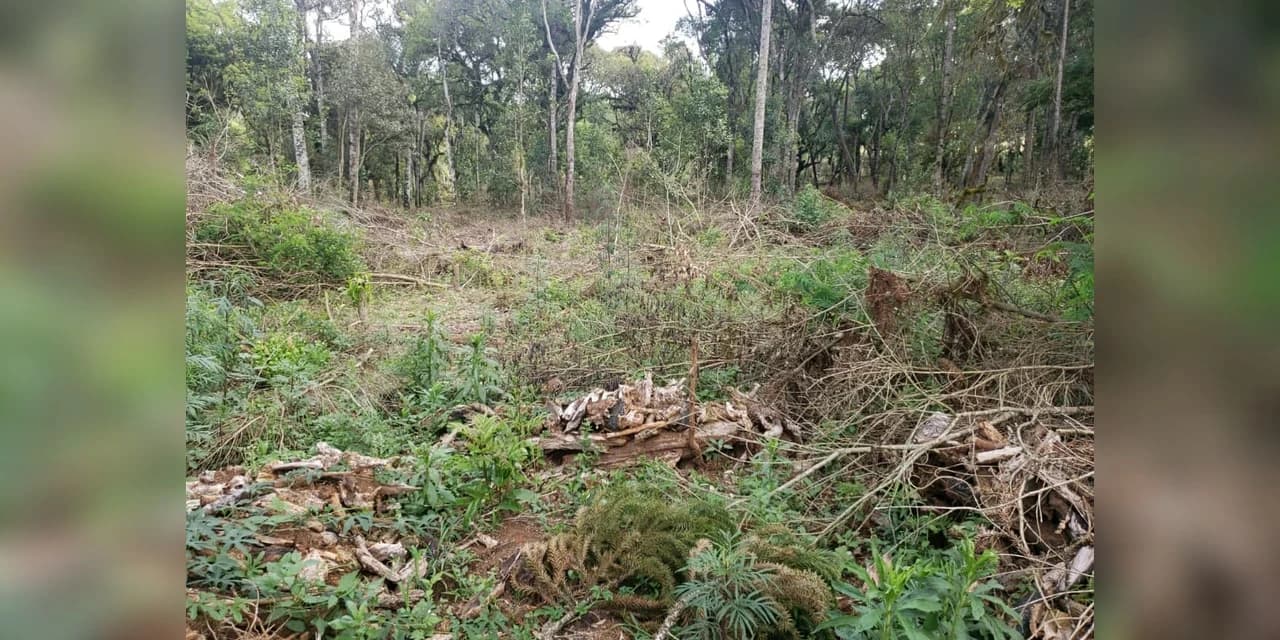Imbituva - Proprietário é autuado por danos à floresta nativa