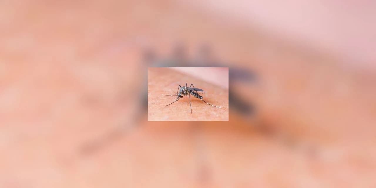 Três municípios paranaenses estão em epidemia de dengue