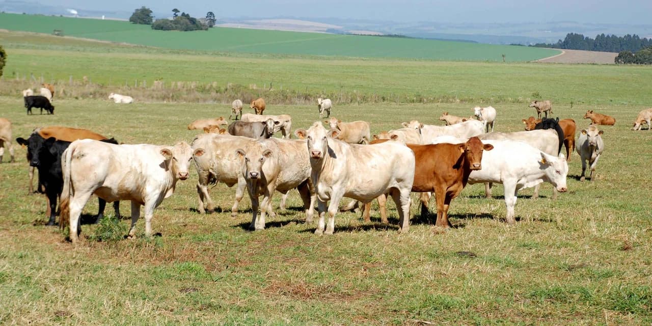 Trânsito de bovinos e búfalos tem novas regras no Paraná