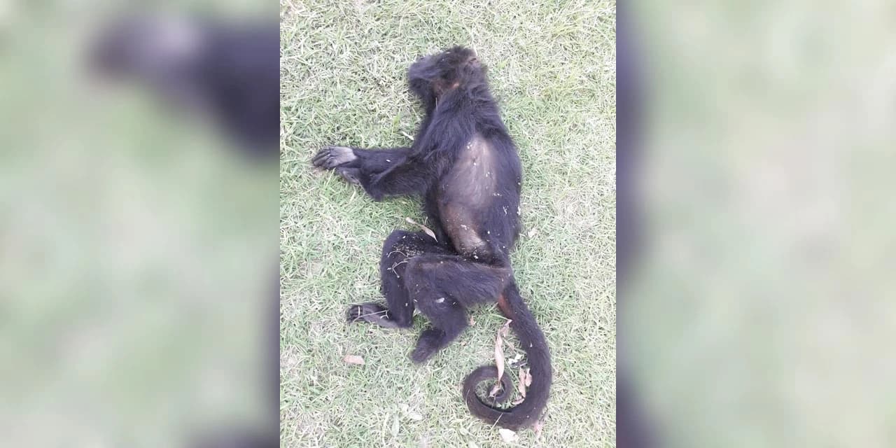 Morte de macaco por febre amarela é confirmada em Prudentópolis