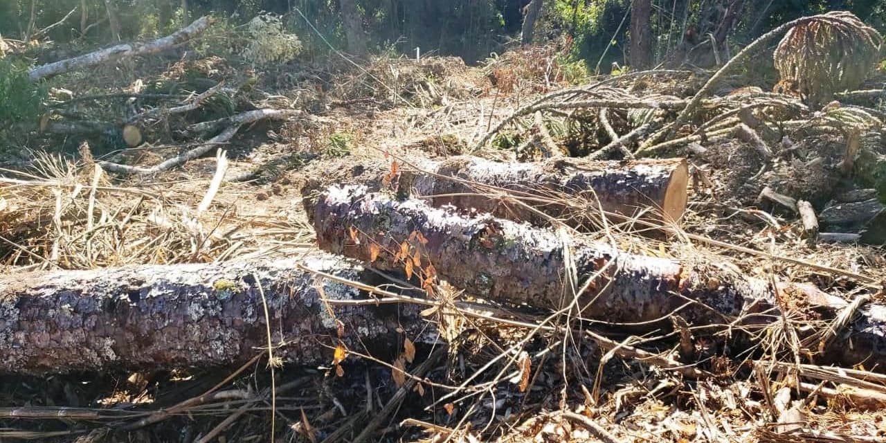 Em Imbituva Polícia Ambiental multa homem em 53 mil por desmatamento