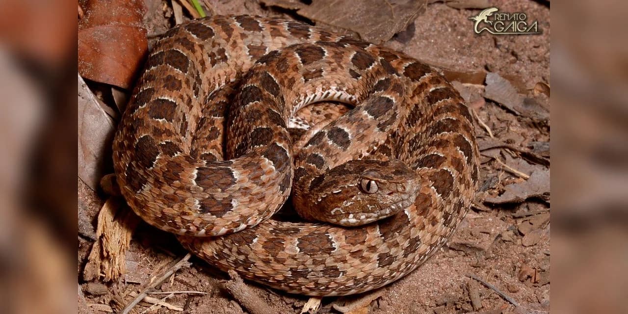 Mulher é picada por cobra jararaca quando colhia pepenke em Prudentópolis.