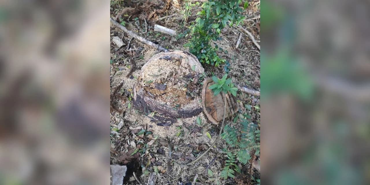 Em Fernandes Pinheiro policiais ambientais localizam em uma propriedade o corte de 38 araucárias.