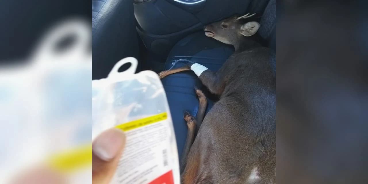 Policia Militar de Ivaí resgata animal silvestre.