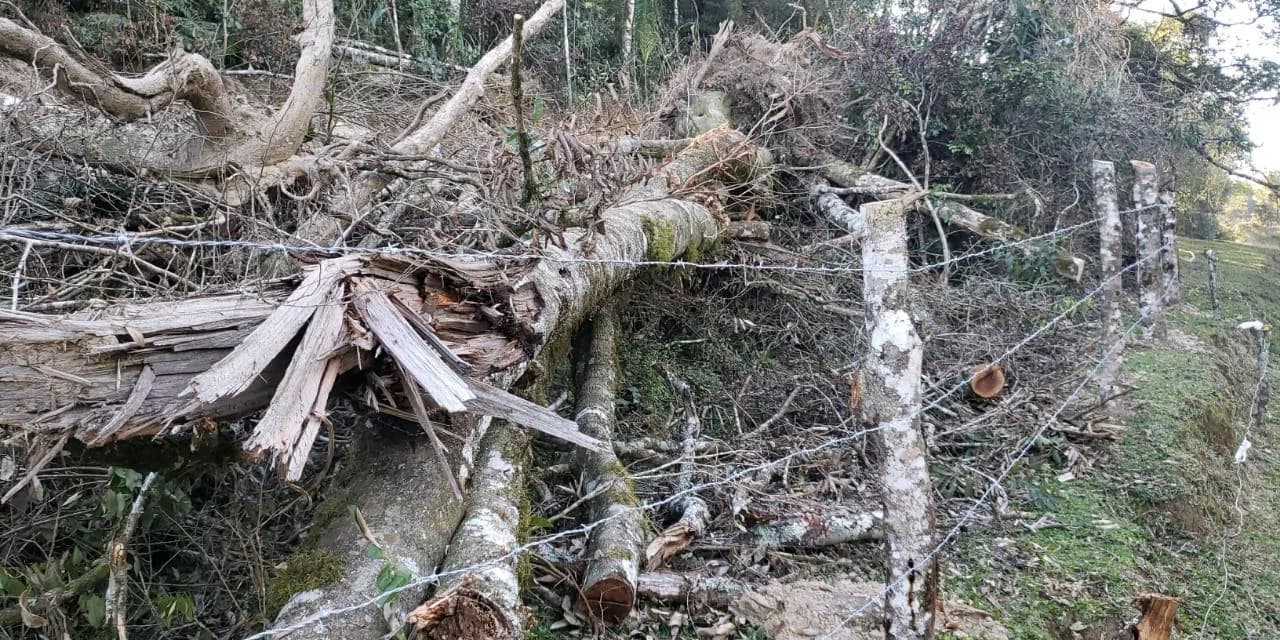 Em Irati Polícia Ambiental encontra destruição de vegetação nativa e multa proprietário.
