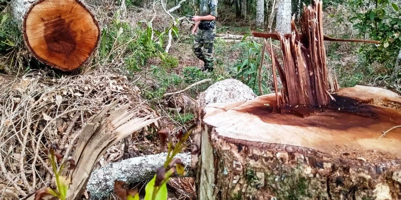 Em Fernandes Pinheiro policia ambiental aplica multa no valor de R$ 137.700,00.