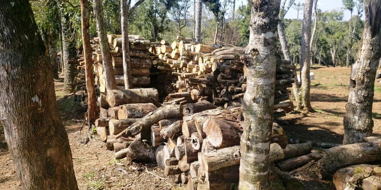 Em Rio Azul Polícia Ambiental aplica multa por destruição de vegetação nativa.
