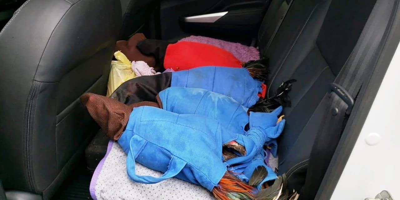Policia Ambiental realiza a apreensão de 67 galos e multa infratores em R$ 379.500,00.