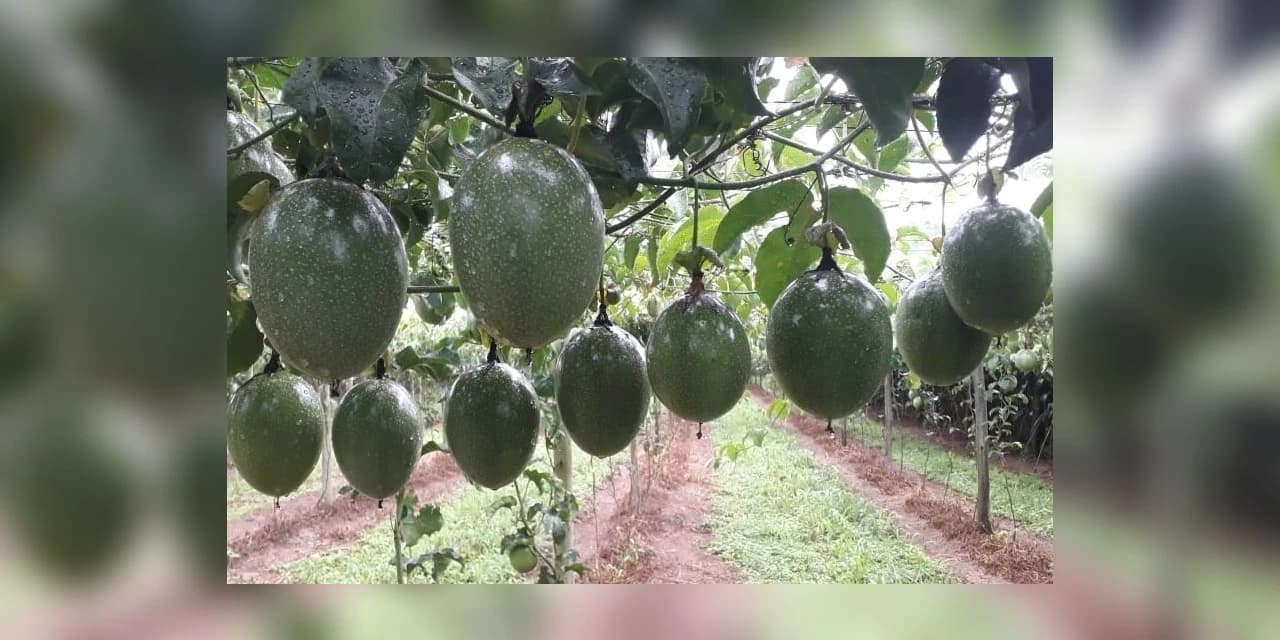 Com apoio do Sebrae/PR, produtor de maracujá conquista certificação internacional