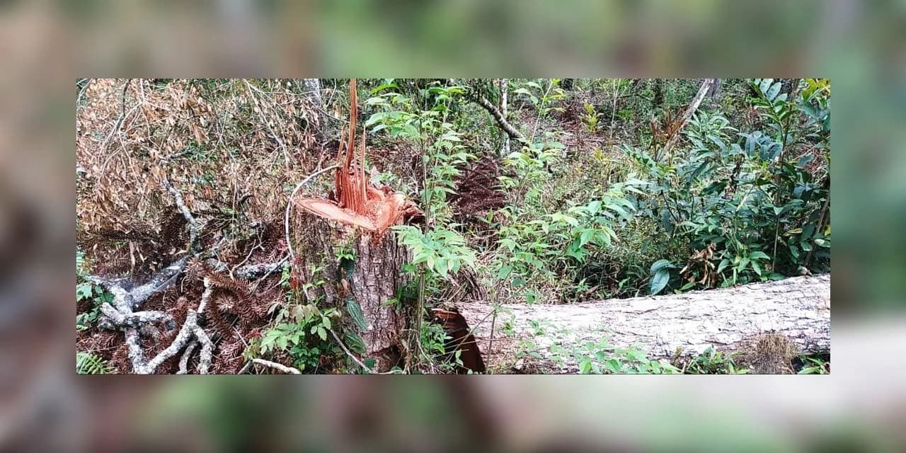 Polícia Ambiental aplica multa no valor de R$ 498,000,00 mil.