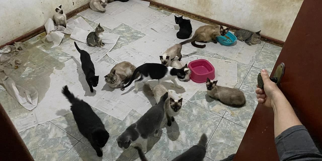 Casal de Ponta Grossa é preso por maus tratos aos animais