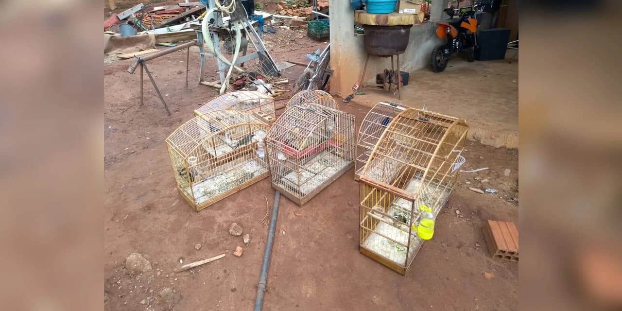 Polícia Ambiental prende suspeito de maus tratos a animais e porte ilegal de arma de fogo
