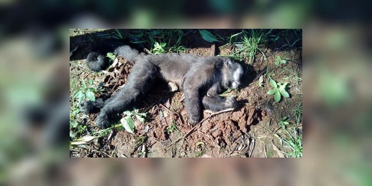 Em Prudentópolis Saúde pede para a população ficar atenta caso encontre algum macaco morto