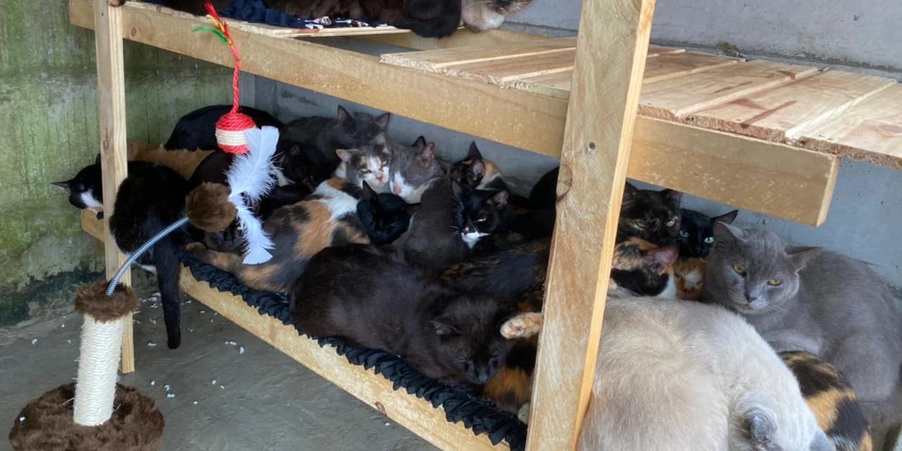 Polícia Civil cumpre mandado de busca e apreensão e apreende 90 felinos em Ponta Grossa.