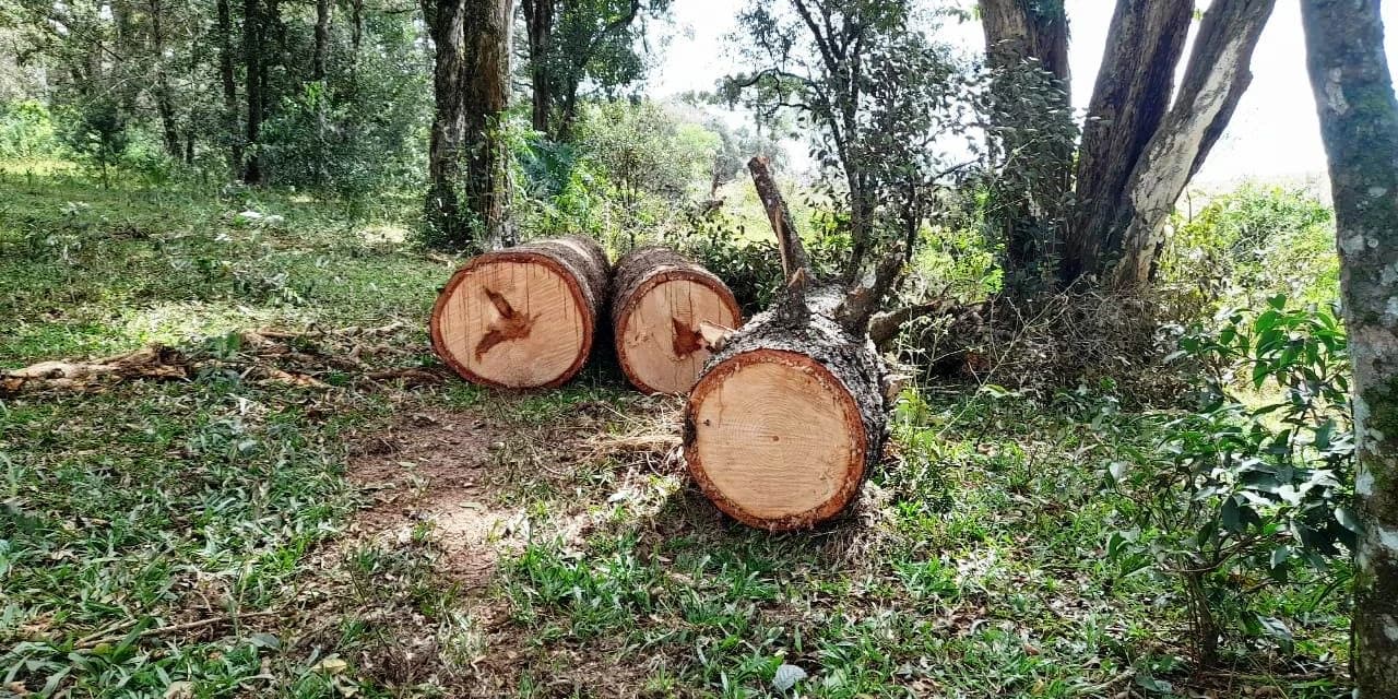Em Apiaba interior de Imbituva policiais militares encontram o corte de 6 pinheiros araucária