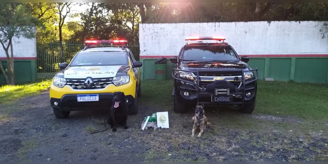 Em Guarapuava com a ajuda de cães policia encontra droga enterrada em uma mata