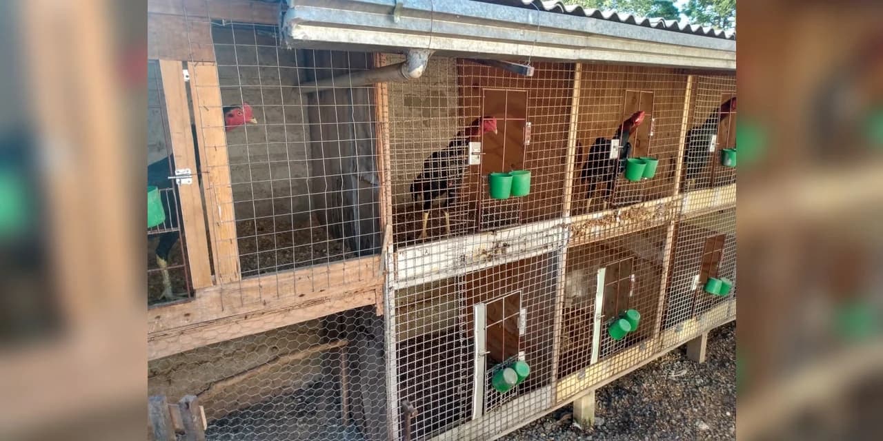 Polícia Civil de Prudentópolis identifica criadouro e apreende "Galos de Briga" e Aves Silvestres.