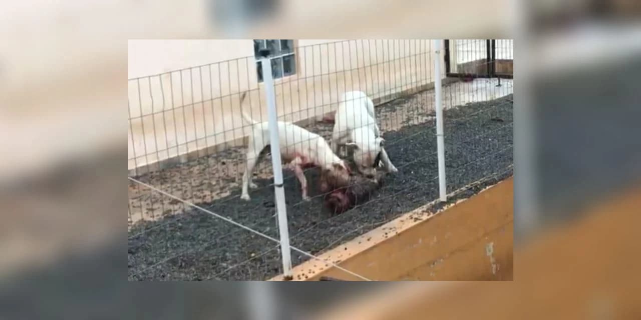 Polícia Civil responsabiliza tutor por ataque de Pitbull