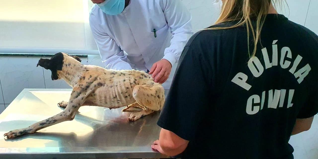 Polícia Civil prende mulher por maus-tratos aos animais em Ponta Grossa
