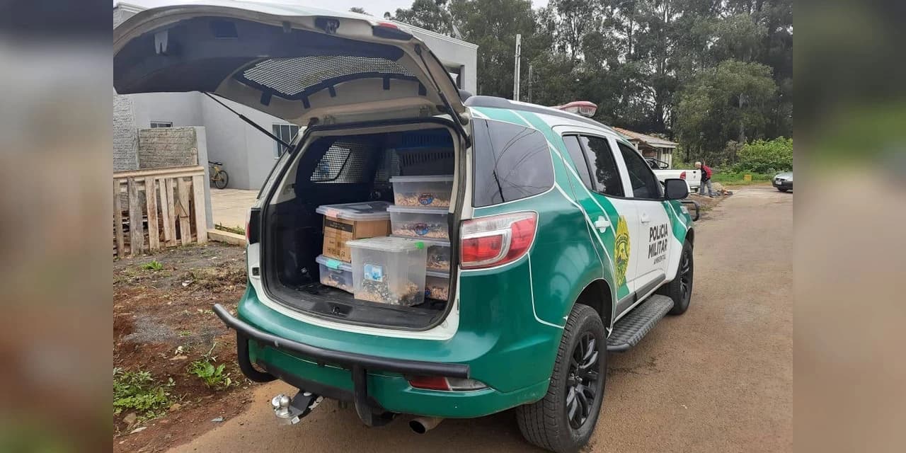 Estado identifica criador ilegal de ouriços em Guarapuava; homem recebeu multa de R$ 13,4 mil