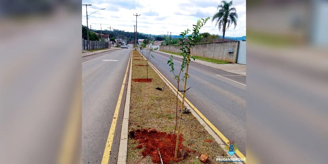 Prefeitura realiza a plantação de mudas de árvores na Avenida Visconde de Guarapuava