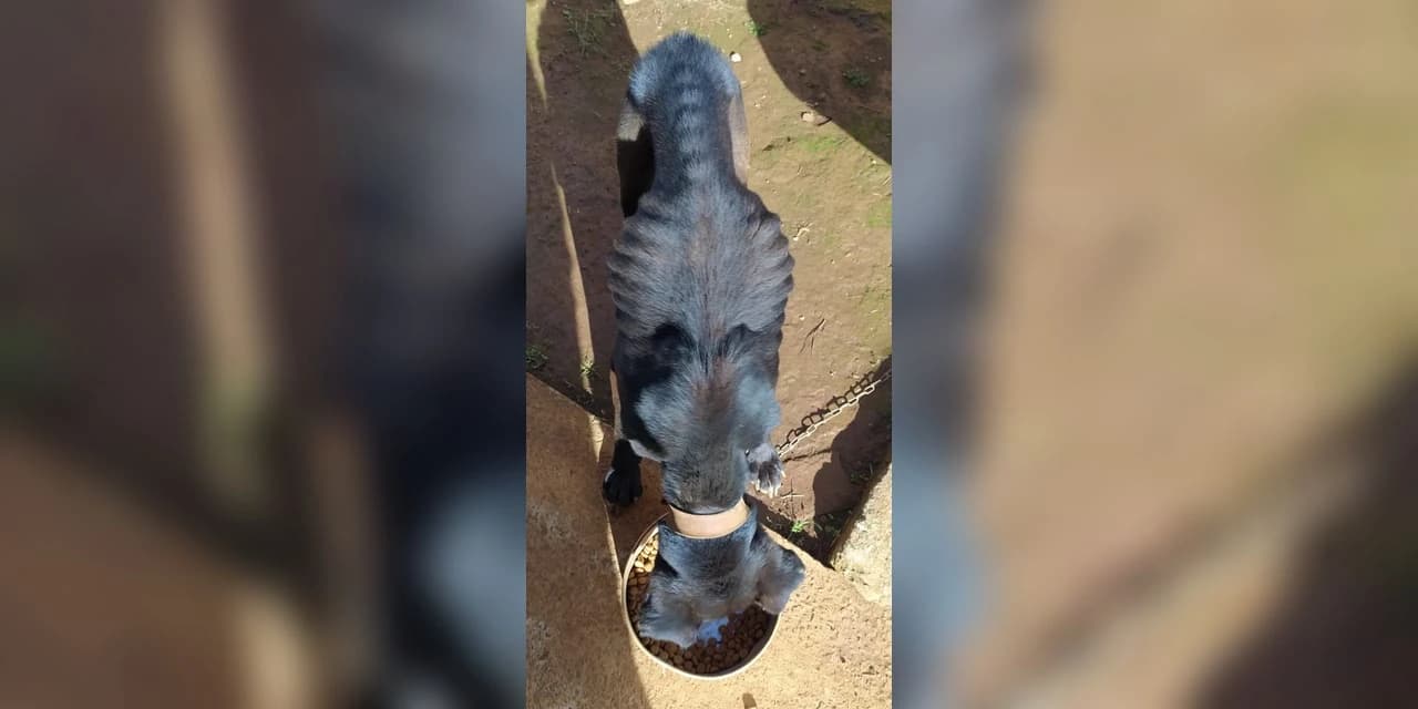 Polícia Civil prende homem por maus tratos aos animais em Ponta Grossa