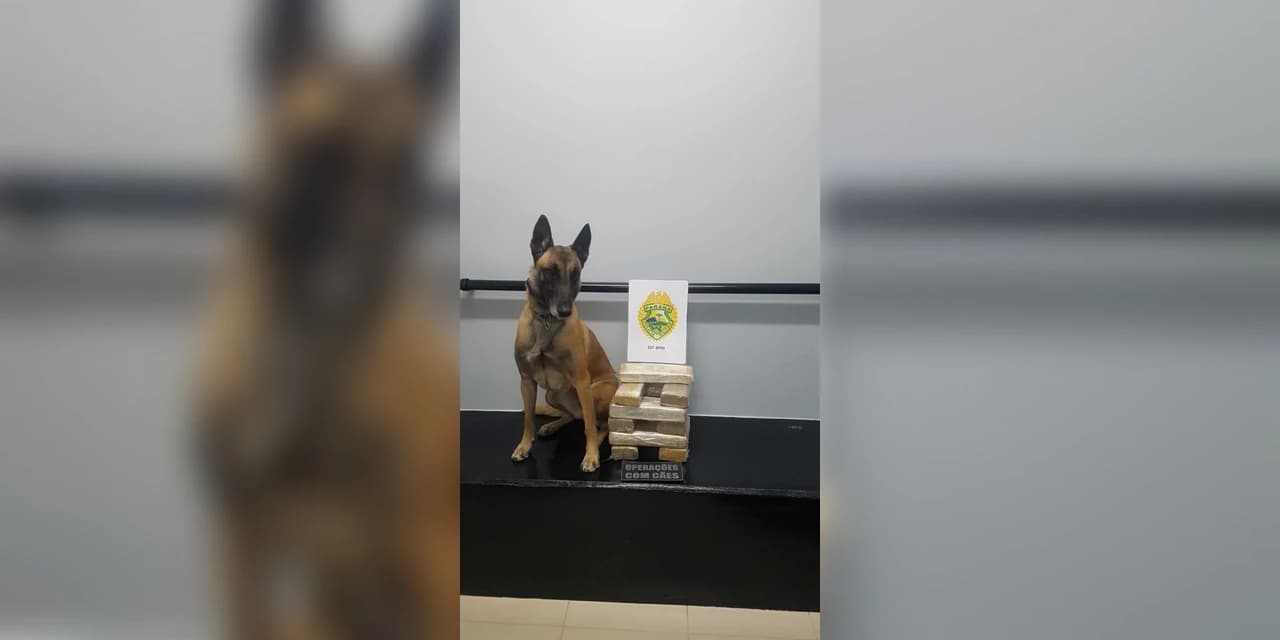 Cão policial encontra mais de 10kg de maconha em ônibus, em Guarapuava