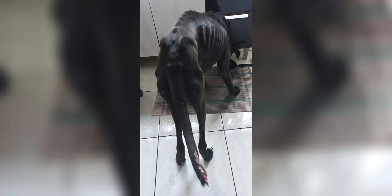 Polícia Civil de Ponta Grossa prende dentista por maus-tratos aos animais
